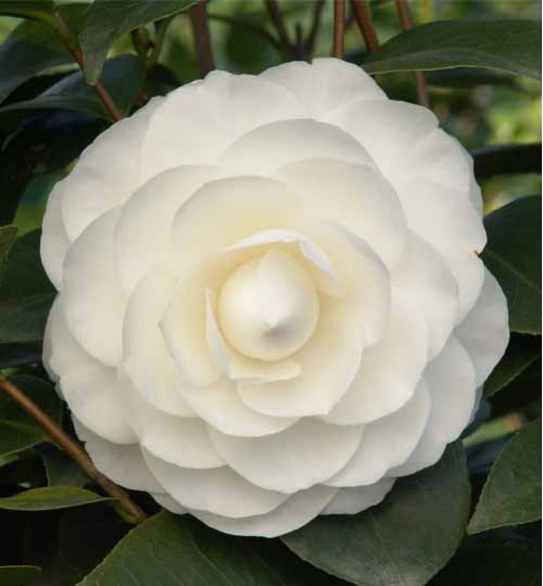 Camellia white - ক্যামেলিয়া সাদা